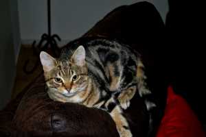 BENJI (3)